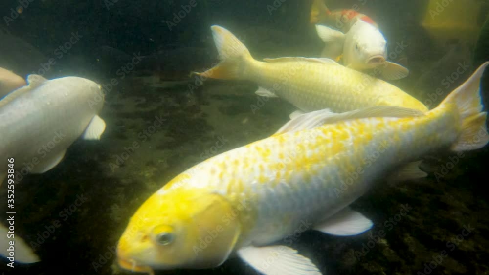 Koi carp fish in a pond Koi carp fish in a pond