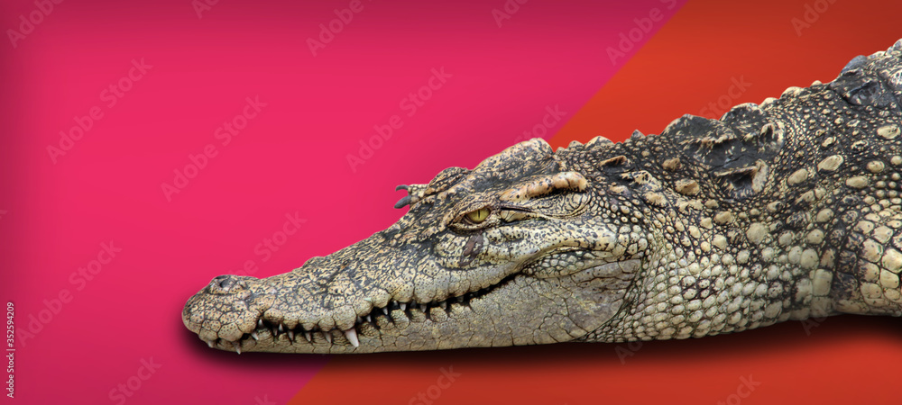 Obraz premium crocodile retile animal on isolated background