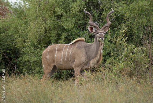 The great Kudu