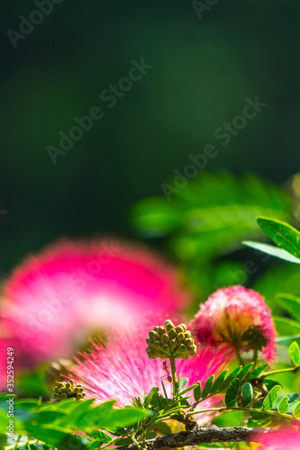 Beautiful Raintree flower (Samanea saman (Jacg.) Merr. ) at Thai flower garden photo