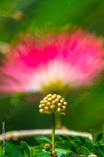 Beautiful Raintree flower (Samanea saman (Jacg.) Merr. ) at Thai flower garden photo