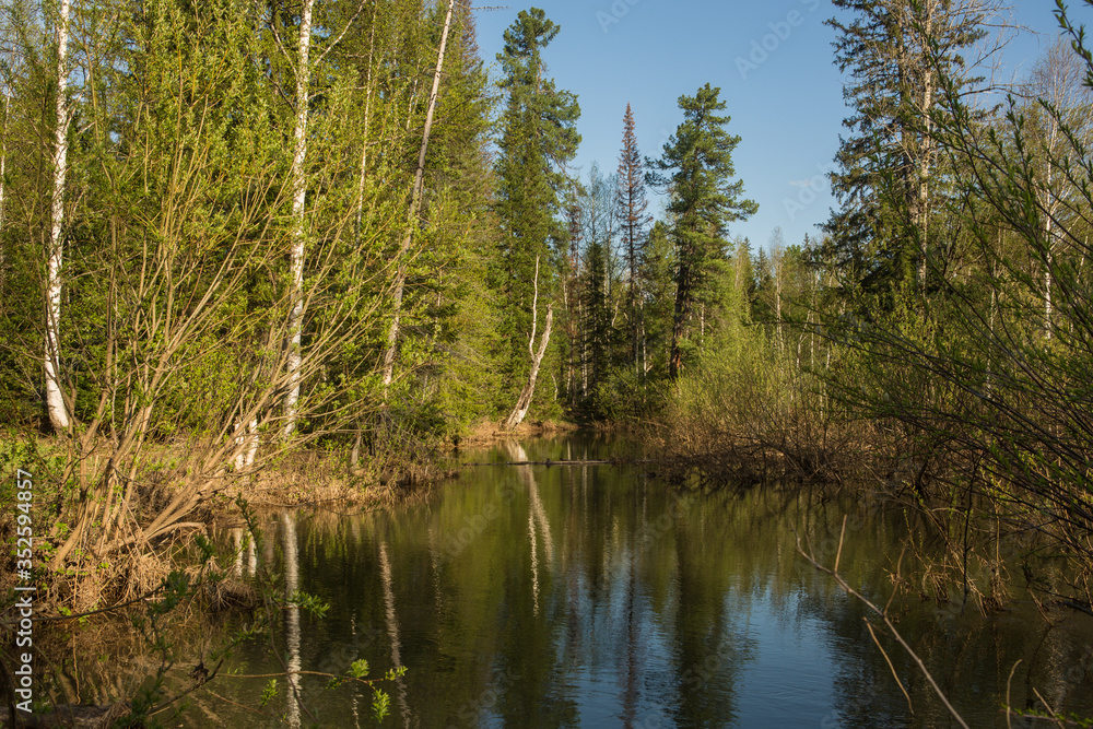Swamp with mud in the birch forest