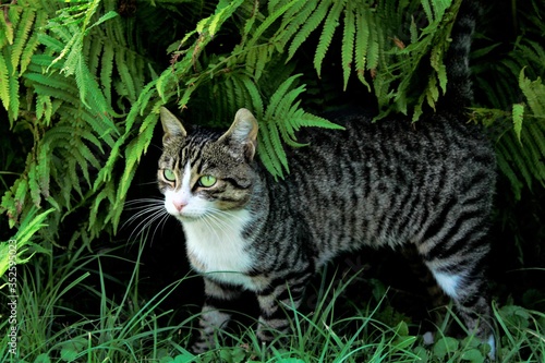 Wallpaper Mural Kot pod paprotkami w ogrodzie.  Torontodigital.ca