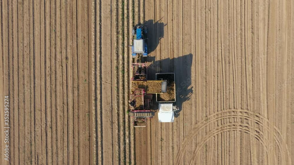 Collection And Unloading Of Harvest Of Ripe Potatoes By Tractors In Rural Field Collection And Unloading Of Harvest Of Ripe Potatoes By Tractors In Rural Field