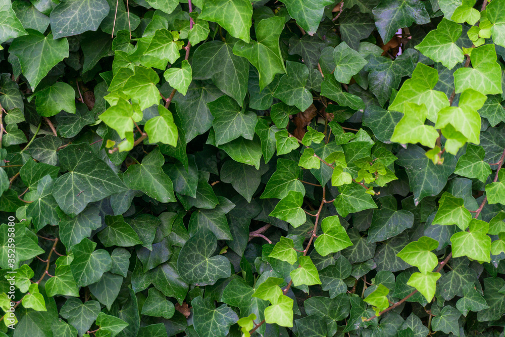Ivy plant background in a summer sunny afternoon. Full green background. Ivy plant background in a summer sunny afternoon. Full green background.