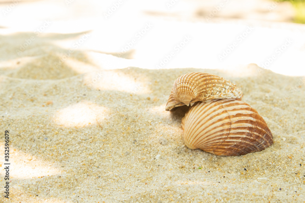more shells in the sand on the beach, landscape more shells in the sand on the beach, landscape