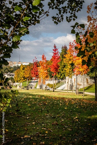Vista de uma fila de árvores no outono