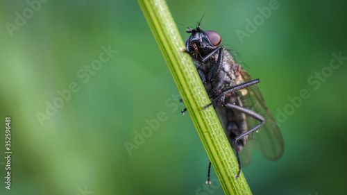 morning, closeup of a fly sitting on a plant