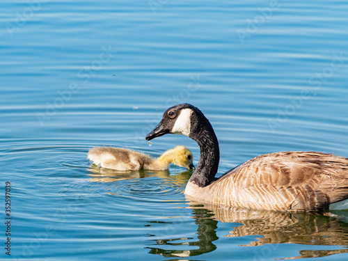 Close up of Canada goose and its child © Kit Leong