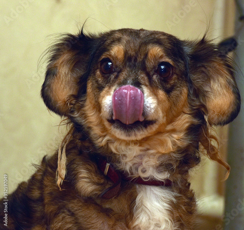 funny brown pooch dog