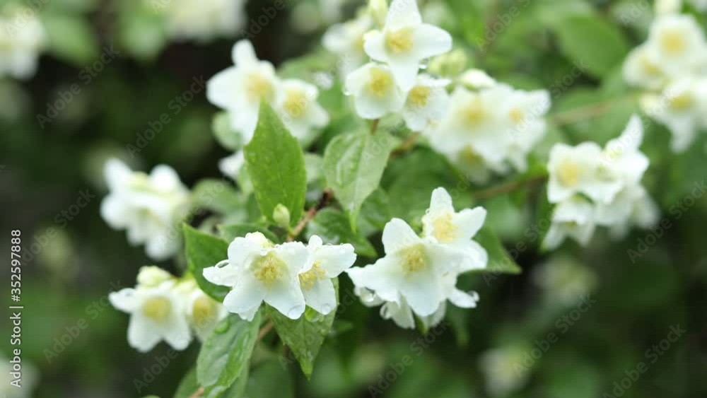 Rain drops on beautiful white blooming Jasmine, buds, blooming Philadelphus flowers or Mock orange. Nature, selective focus, shallow depts of the field Rain drops on beautiful white blooming Jasmine, buds, blooming Philadelphus flowers or Mock orange. Nature, selective focus, shallow depts of the field
