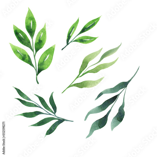 Set of decorative green leaves on white background. Hand drawn watercolor illustration.