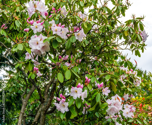 Rhodie Blossoms Background 2 photo