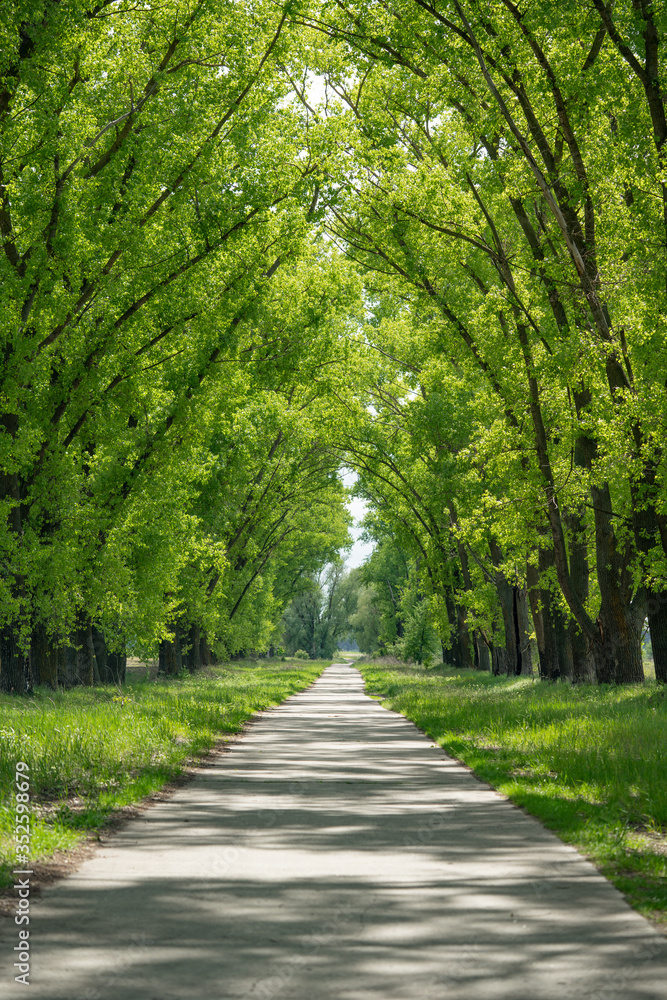 Poplars by the road. The road between the trees