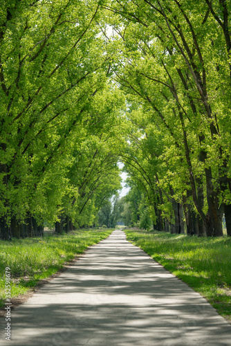Poplars by the road. The road between the trees
