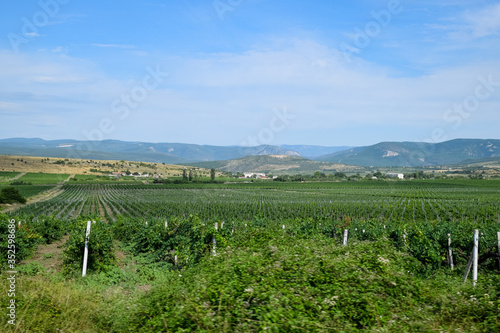 Fields with vineyards on trellises. Hills with vineyards.