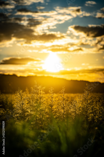 Sunset on the field in Ukraine
