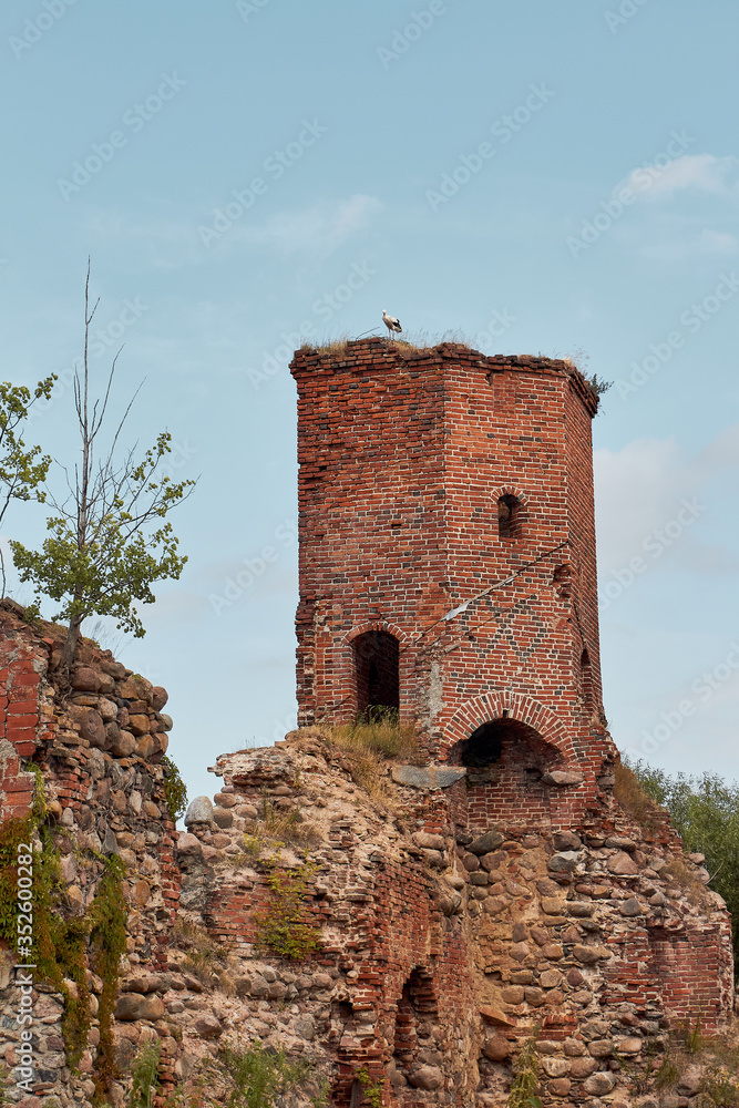 Stork on the old tower