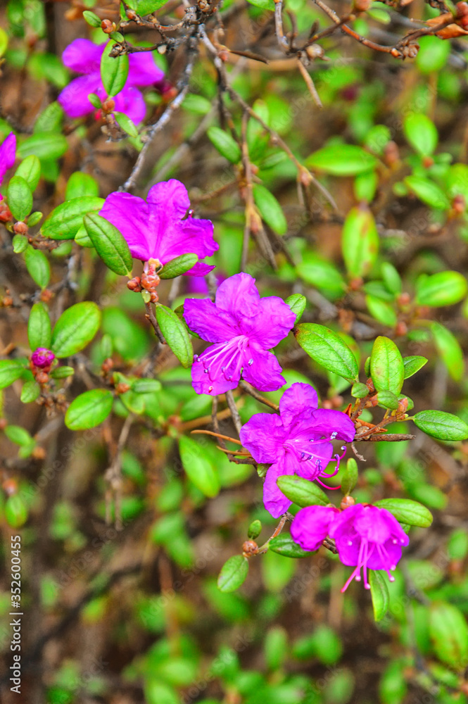 Flowering Bush Rhododendron Daursky (lat. Rhododendron dauricum). The flowers are arranged rhythmically Flowering Bush Rhododendron Daursky (lat. Rhododendron dauricum). The flowers are arranged rhythmically