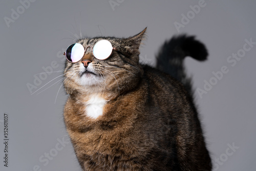 studio shot of funny looking cool tabby cat with sunglasses photo