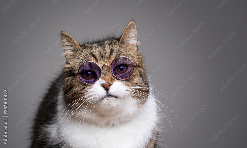 british shorthair cat looking nerdy wearing shades with pink color tint on gray studio background with copy space