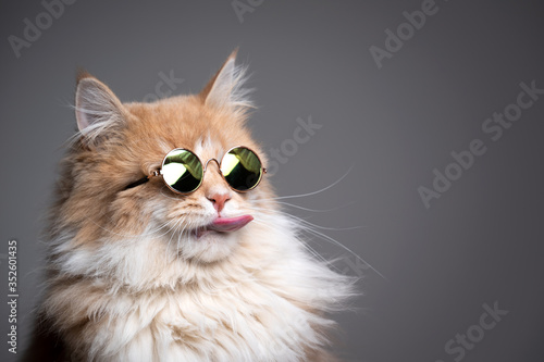 funny studio shot of cool maine coon cat wearing sunglasses sticking out tongue on gray background with copy space