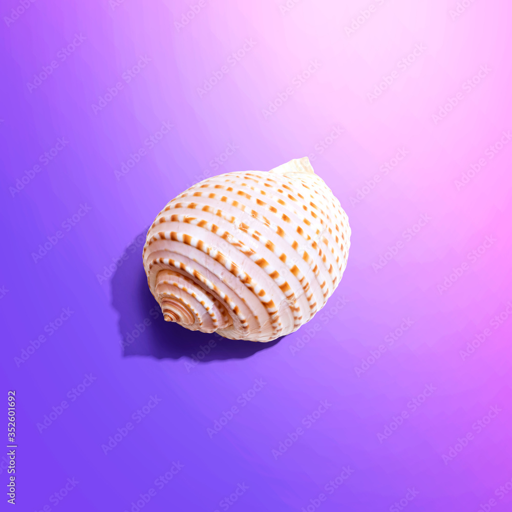 Summer concept with a seashell overhead view - flat lay Summer concept with a seashell overhead view - flat lay