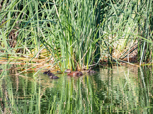 Close up of duck and its child