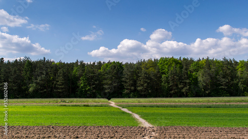 bosque en Polonia con primera linea de campo sembrado cielo azul y algunas nubes photo