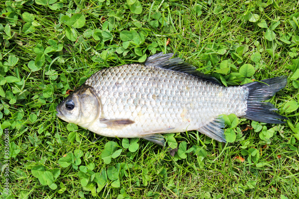Fresh fish carp on a plate Fresh fish carp on a plate