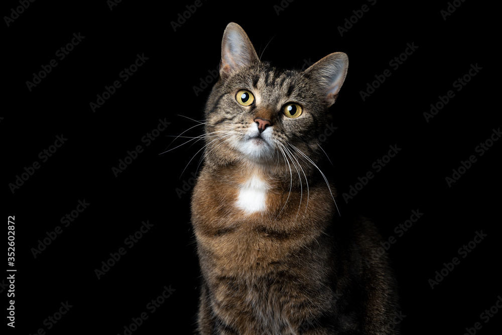 studio portrait of a tabby shorthair cat looking at camera on black background with copy space studio portrait of a tabby shorthair cat looking at camera on black background with copy space