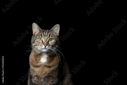 Fototapeta Naklejka Na Ścianę i Meble -  studio portrait of a tabby  shorthair cat looking at camera on black background with copy space