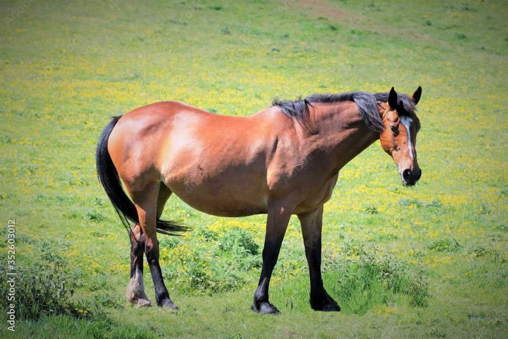 Obraz premium Chestnut brown horse in a meadow, in Ulley, Rotherham, South Yorkshire.