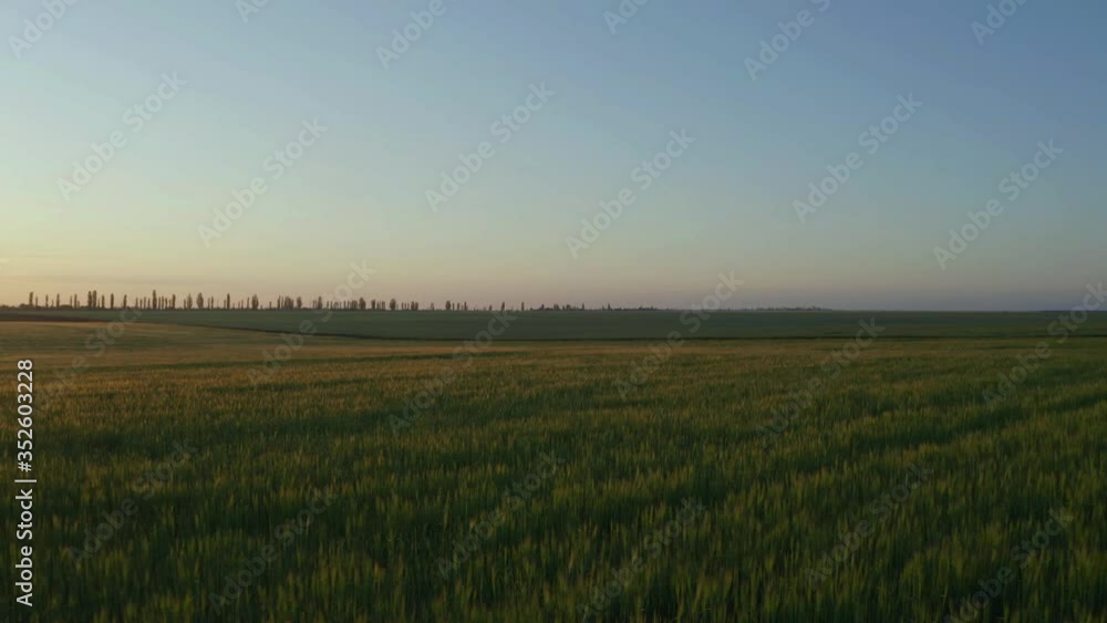 Beautiful view of wheat field at sunrise. Drone video recording Beautiful view of wheat field at sunrise. Drone video recording