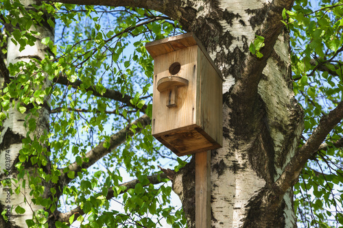 Birdhouse nest of starlings on a tree birch