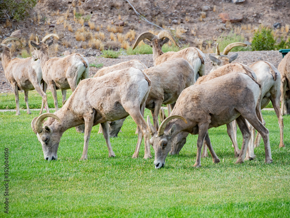 Close up shot of many Bighorn sheep eating grass in Hemenway Park Close up shot of many Bighorn sheep eating grass in Hemenway Park