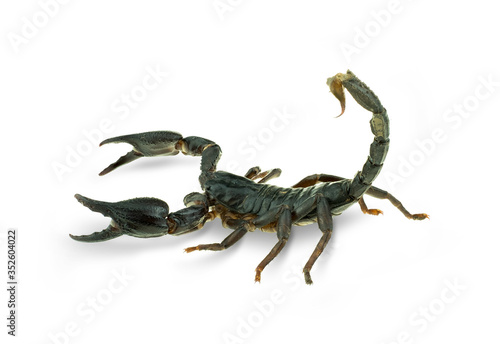Giant forest scorpions at white background