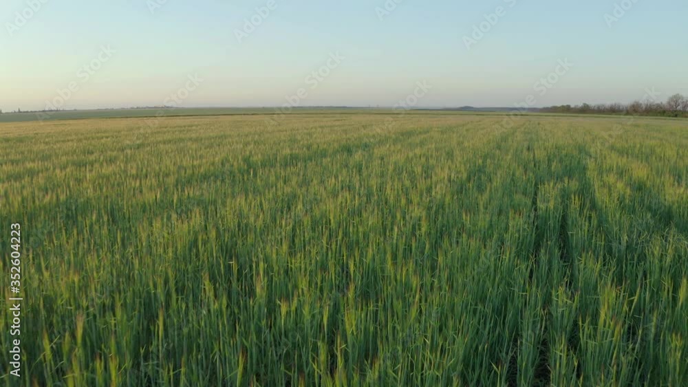 Beautiful view of wheat field on sunny day. Drone video recording Beautiful view of wheat field on sunny day. Drone video recording