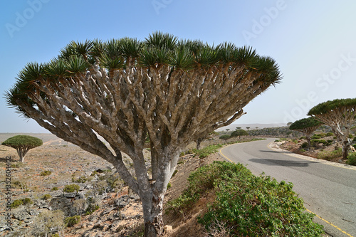 Socotra, Yemen, Africa photo