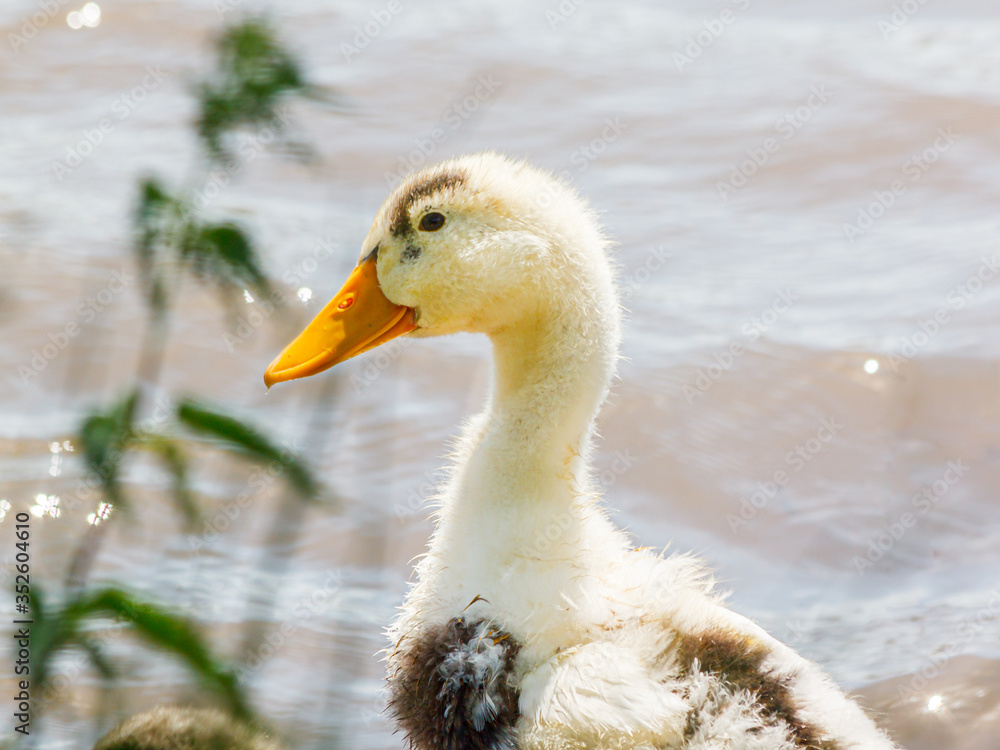 Fluffy duckling on the shore of a pond.