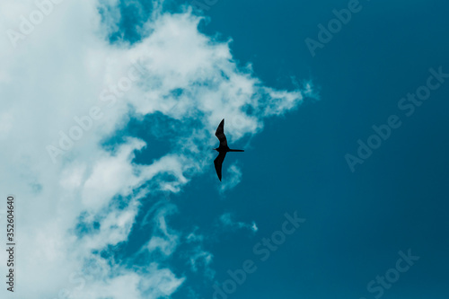 Frigatebird in gulf of Mexico