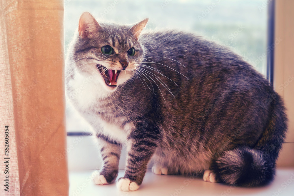 Frightened cat stands on the windowsill and hisses his mouth open Frightened cat stands on the windowsill and hisses his mouth open