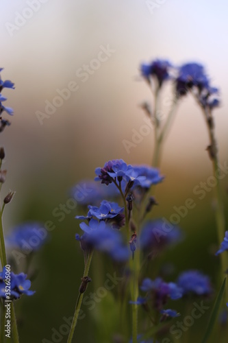 purple flower in the wind