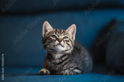 little cat kitty with blue background and blue eyes