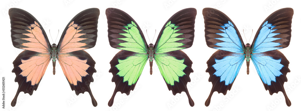 Set of colorful butterflies isolated on a white background