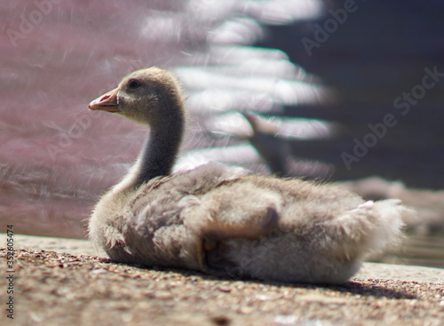 Baby swan on the grass