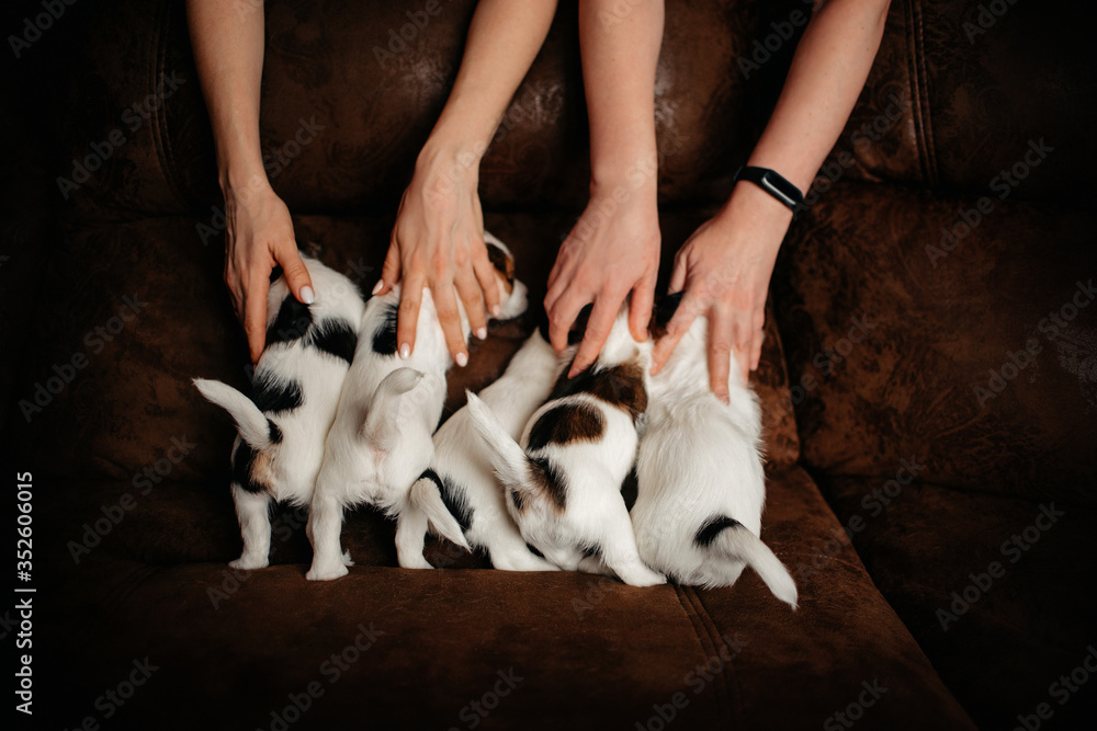 jack russell terrier puppies indoors, rear view jack russell terrier puppies indoors, rear view