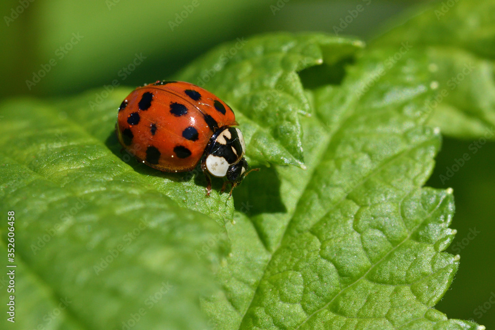 macro detail of ladybird on the green stalk of grass
macro detail of ladybird on the green stalk of grass