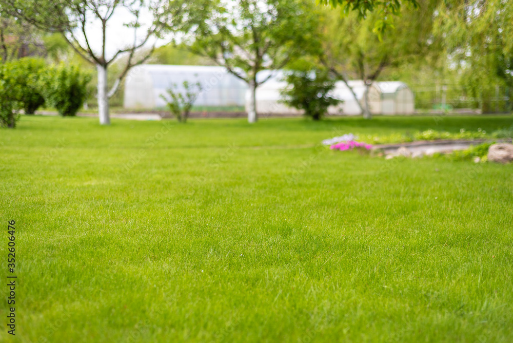 green perfect lawn in the backyard green perfect lawn in the backyard