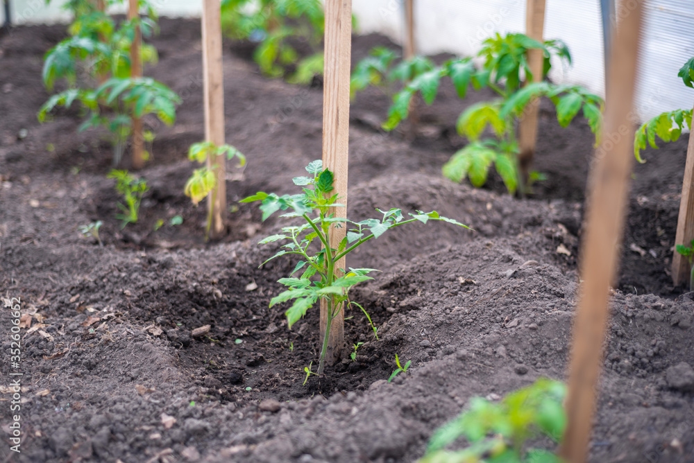 the little seedling tomatoes in the greenhouse the little seedling tomatoes in the greenhouse